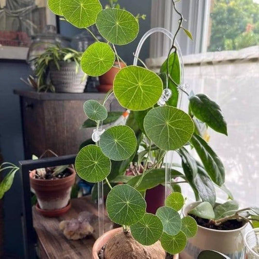 Stephania Erecta Plant Bulbs