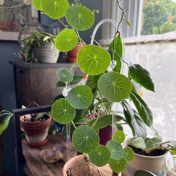 Stephania Erecta Plant Bulbs