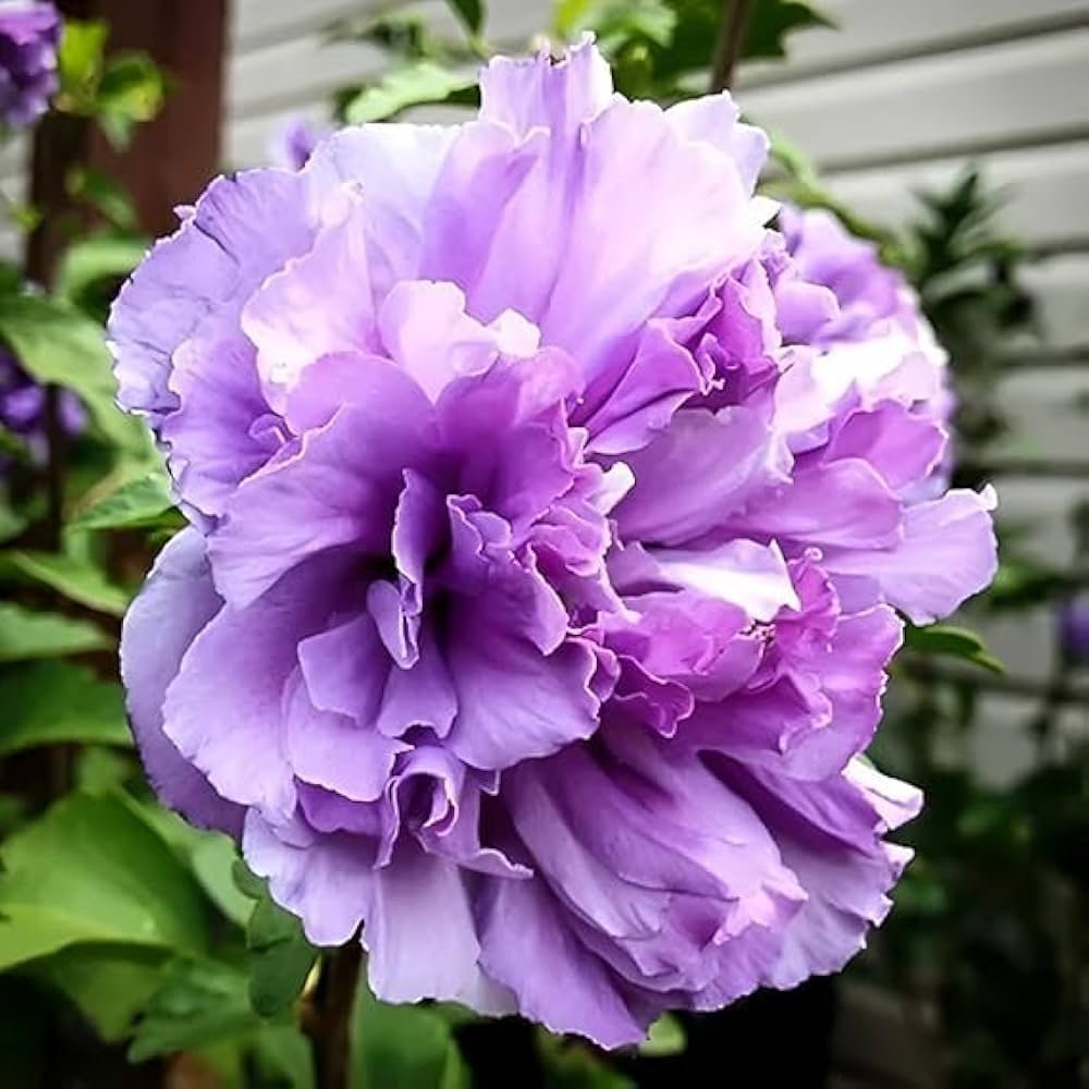 Taiwan Purple Double Petal Hibiscus Live Plant