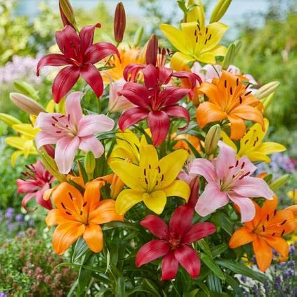 Asiatic Lily Bulbs