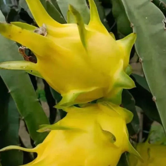 Multi-colored Dragon Fruit Seeds