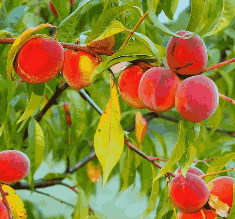 Imported Peach Seeds🍑
