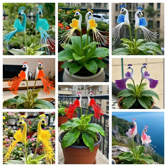 Imported Peacock Flower Seeds🌺🌿 + 100g Pot Mix Free(Pack of 2)