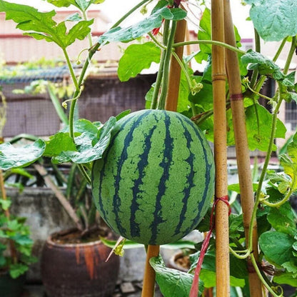 Potted Watermelon Seeds 🍉