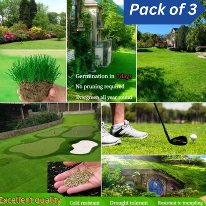 Grass Seeds Hybrid Best For Your Beautiful Home Gardening  (Pack Of 100 seeds) (Pack of 3)