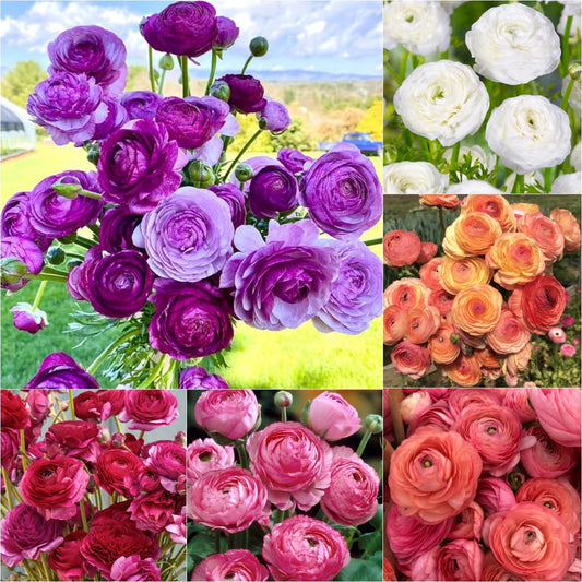 Multicolor Ranunculus Seeds