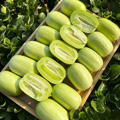 Golden Boy Lady Cucumber🥒