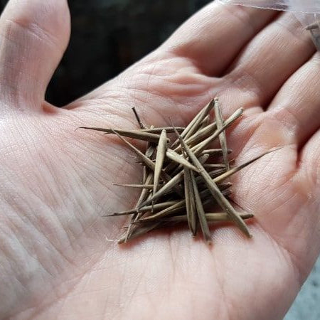 Chinese Mini Bamboo Seeds