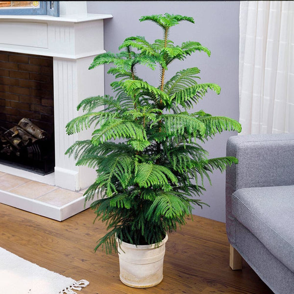 Norfolk Pine Christmas Plant