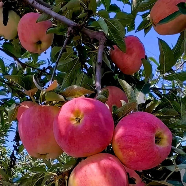 Premium Apple Plant