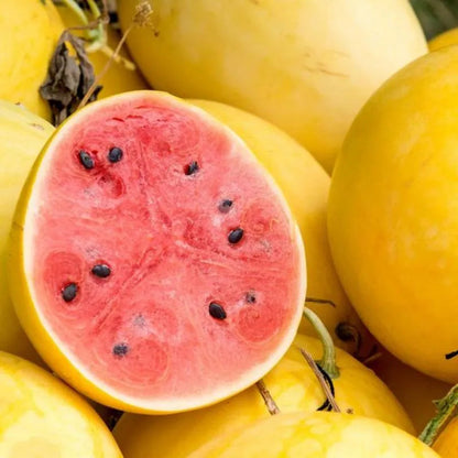 Golden Red Watermelon Seed
