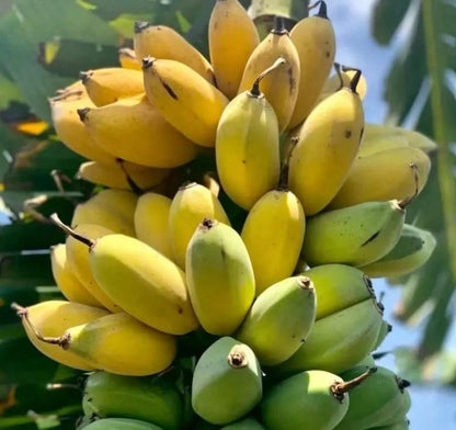 Dwarf Cavendish Banana Seeds
