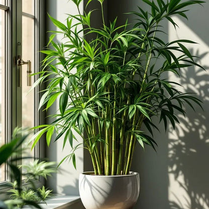 Chinese Mini Bamboo Seeds