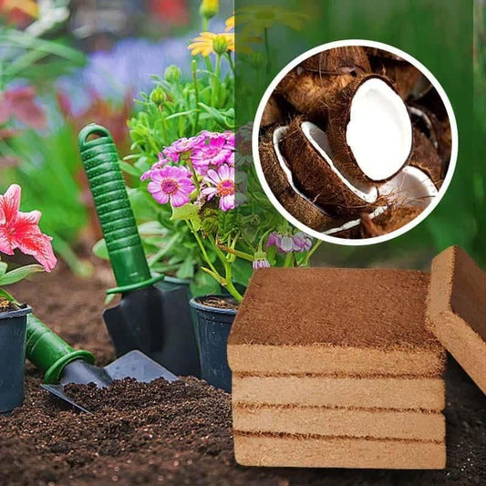 Coconut Coir (Pack of 2) with Plant Growth