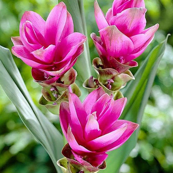 Curcuma Lily