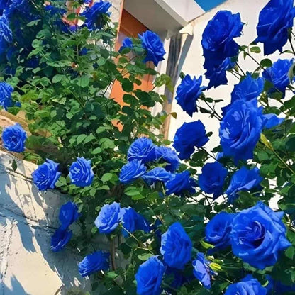 Exotic Blue Rose Seeds