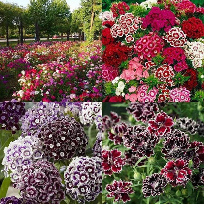 Dianthus Barbatus Seeds + Free Pot Mixture