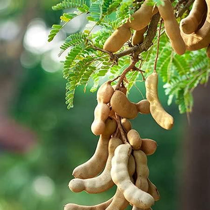 Thai Grafted Sweet Red Tamarind Plant Seeds 🌱 + Free 100g Potting Mix
