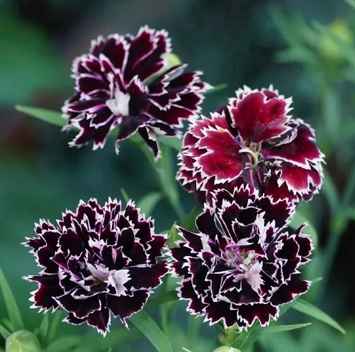 Dianthus Barbatus Seeds + Free Pot Mixture
