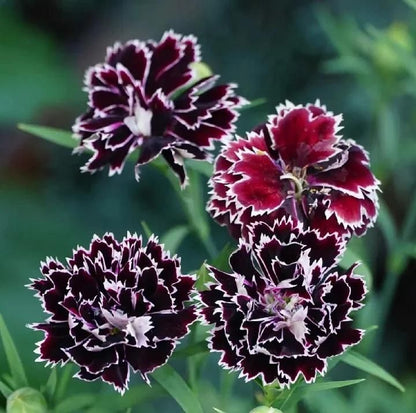 Dianthus Barbatus Seeds + Free Pot Mixture