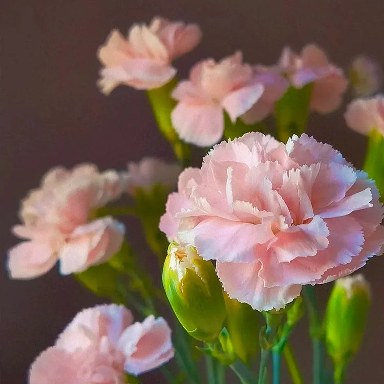 Elegant Carnation Seeds 🌸(With Free Potting Mix 100g)