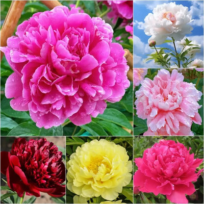 Peony Flower (BUY 10 GET 10 FREE)