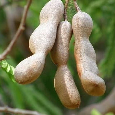 Thai Grafted Sweet Red Tamarind Plant Seeds 🌱 + Free 100g Potting Mix