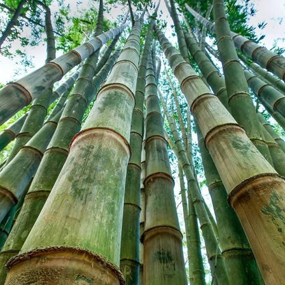 Rare Species Giant Bamboo Seeds