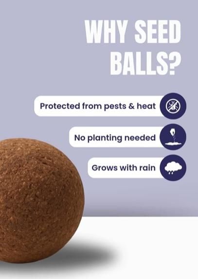 Organic Seedballs Pack of 6 ( Tulsi , Sungold , Sunflower & Morning Star )