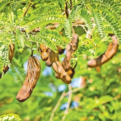 Thai Grafted Sweet Red Tamarind Plant Seeds 🌱 + Free 100g Potting Mix