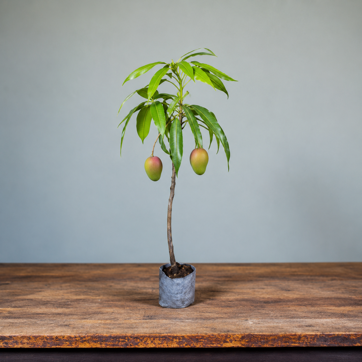 Miyazaki Mango (Grafted Plant )