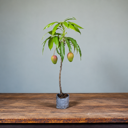 Miyazaki Mango (Grafted Plant )