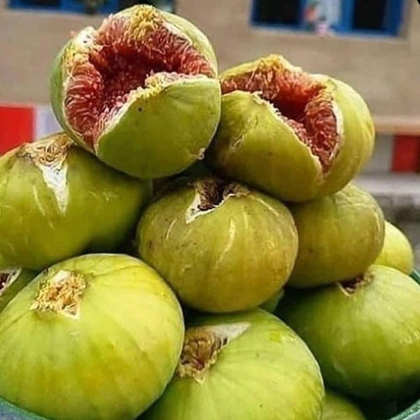 Sweet Fig Plant (Anjeer)