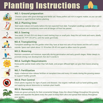 🌿 Rare Hosta Flower Seeds + 100 grams Organic Pot mix Free🌱