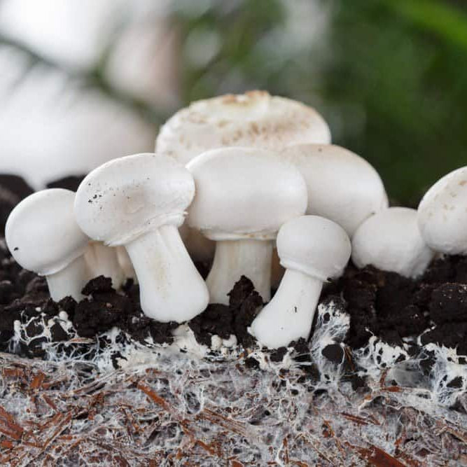 Milky Mashroom Growing Kit