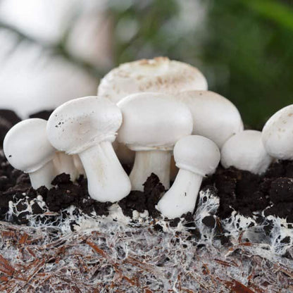 Milky Mashroom Growing Kit