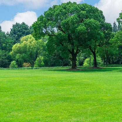 All Seasons Evergreen Grass Seeds