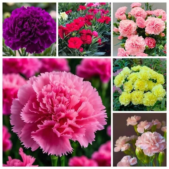 Elegant Carnation Seeds 🌸(With Free Potting Mix 100g)