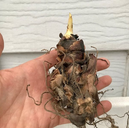 Canna Lily Sprouted Bulbs