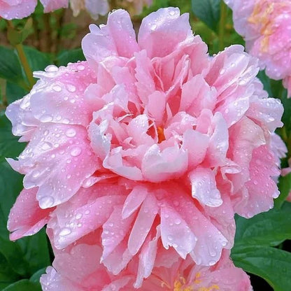 Peony Flower (BUY 10 GET 10 FREE)