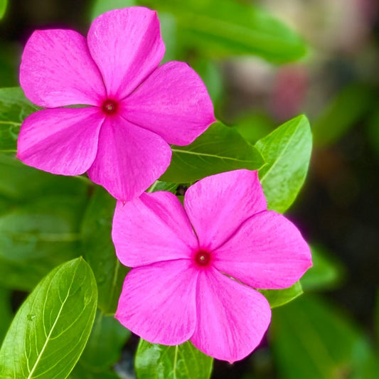 Periwinkle Flower Live Plant( Sadabahar)