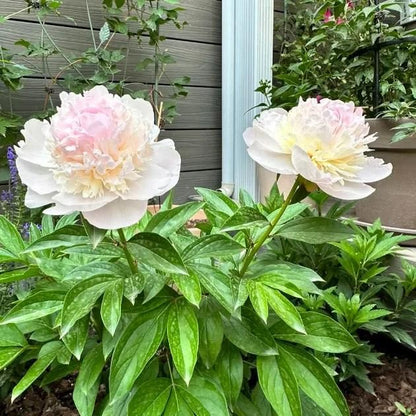 Peony Flower (BUY 10 GET 10 FREE)