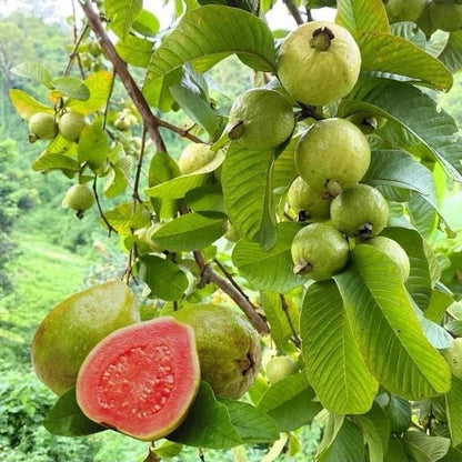 🍃 Organic Pink Guava Seeds + 🎁 Free Potting Mixture (100g)