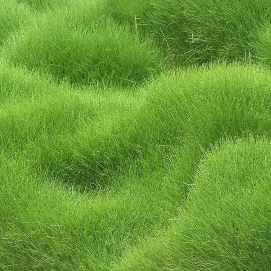 All Seasons Evergreen Grass Seeds