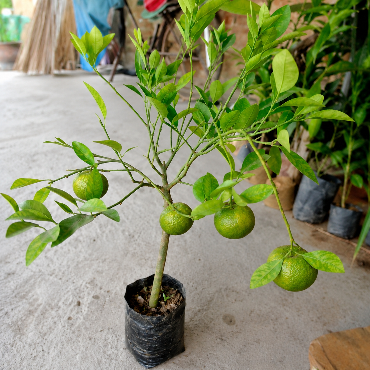 Mandarin Sweet Orange  Grafted Plant ( All  Time Fruit)