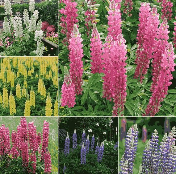 Perennial Russells Lupine 🌺Flower Seeds