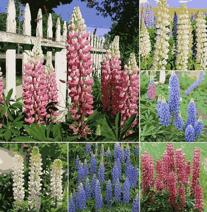 Perennial Russells Lupine 🌺Flower Seeds