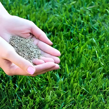 Evergreen Grass Seeds For Beautiful Home Gardening