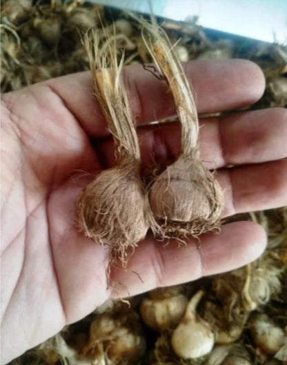 Saffron Bulbs II Kashmiri Kesar Plant
