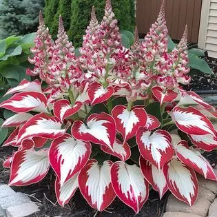 Multicolor Rare Hosta Flowers Seeds🌿
